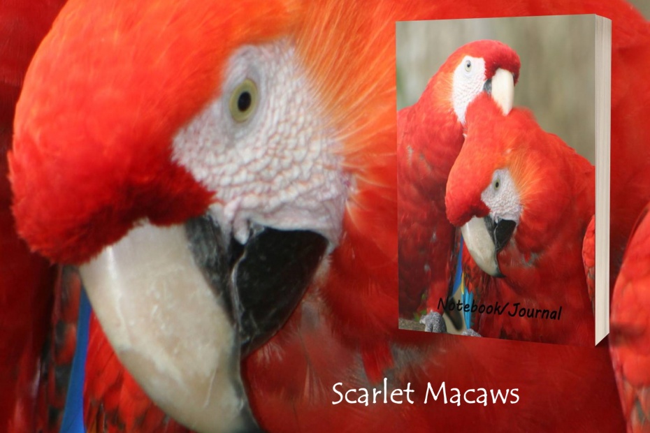 Scarlet Macaws Journal