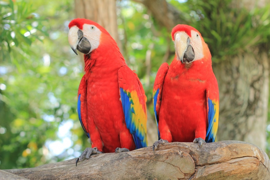 Scarlet Macaws