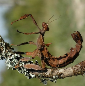 Life of Insects - Stick Insect