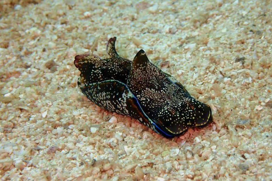 Sea Slug