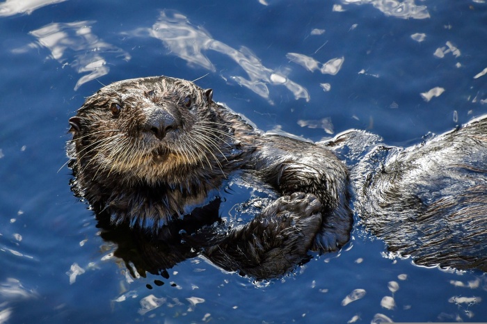 World Otter Day - Sea Otter