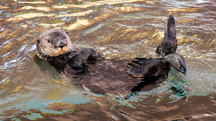 Sea Otter Awareness Week - Sea Otter