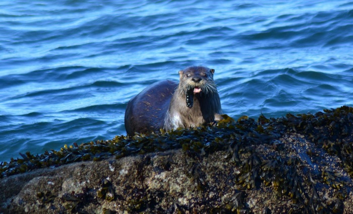 Sea Otter Awareness Week - Sea Otter