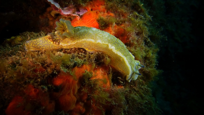 Sea Slug Day - Sea Slug