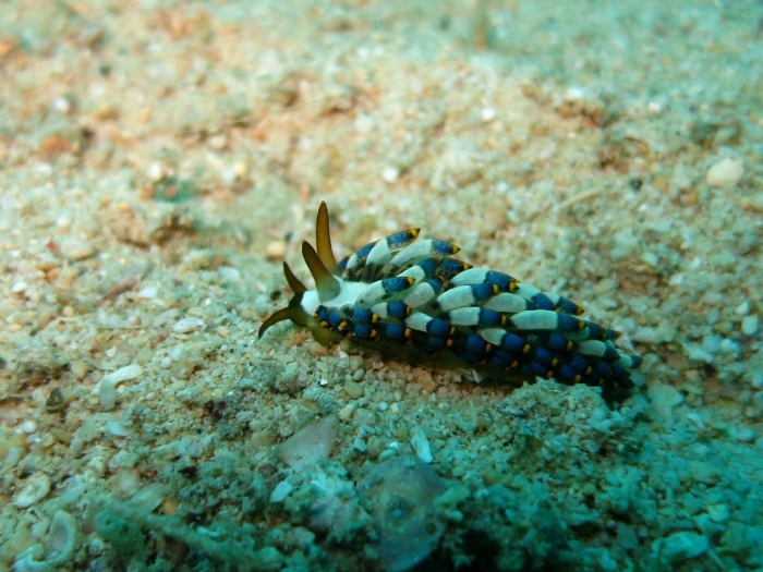 Sea Slug Day - Sea Slug