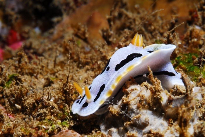 Sea Slug Day - Sea Slug