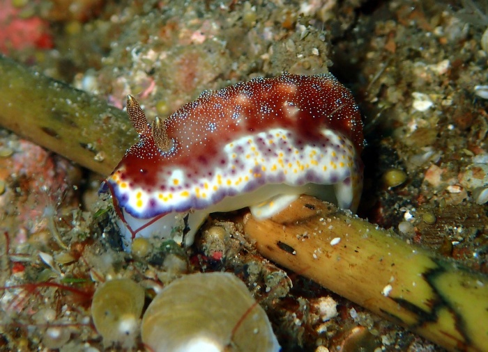 Sea Slug Day - Sea Slug