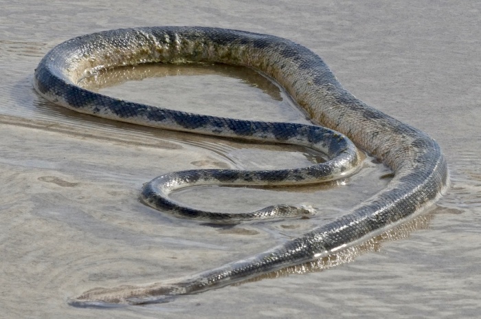 National Sea Serpent Day - Sea Snake