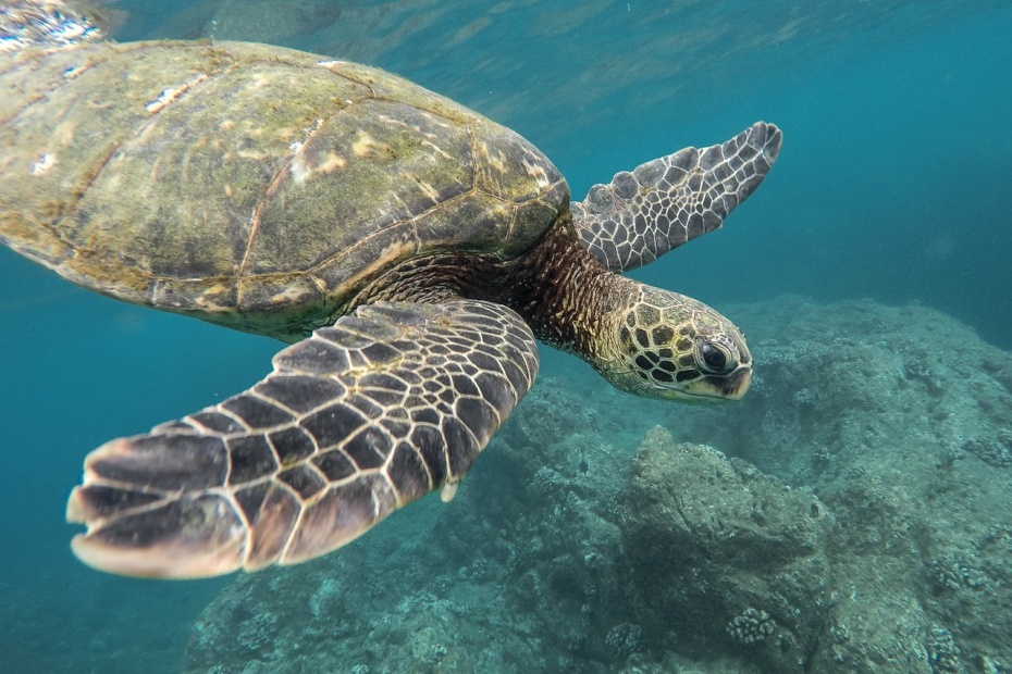 Sea Turtle