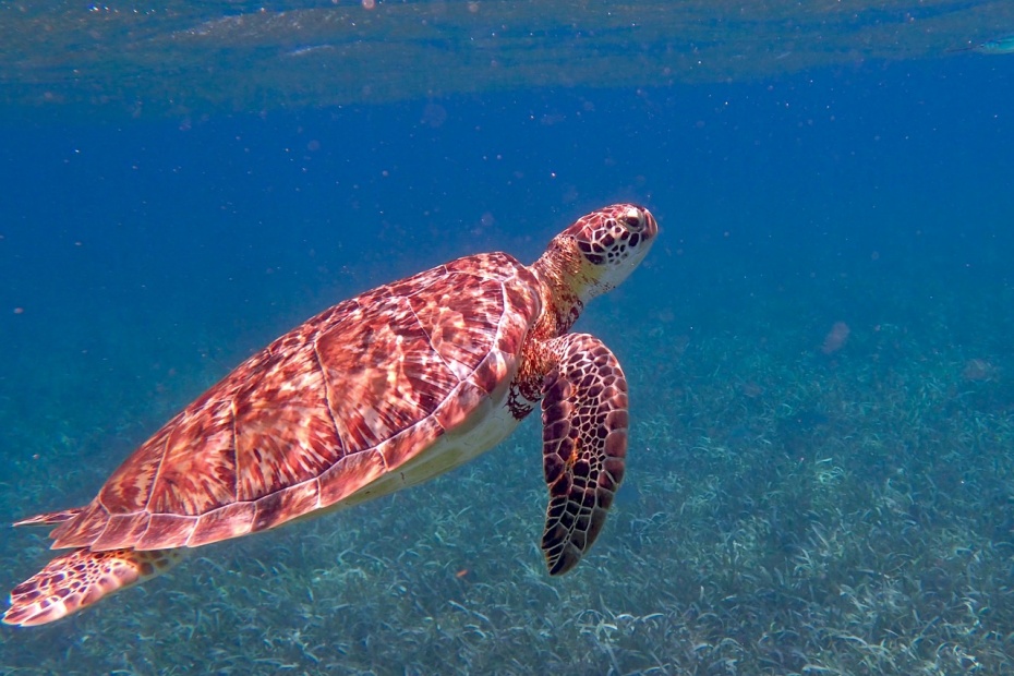 Sea Turtle