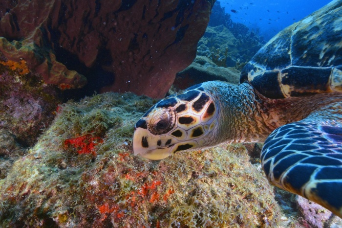 World Turtle Day - Sea Turtle