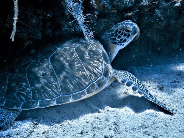 World Sea Turtle Day  - Sea Turtle