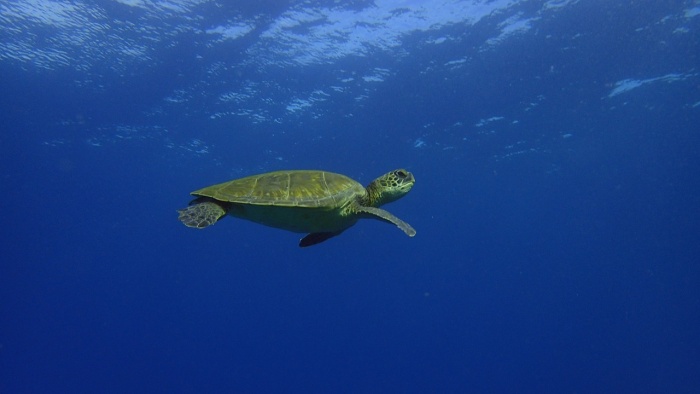 World Sea Turtle Day - Sea Turtle