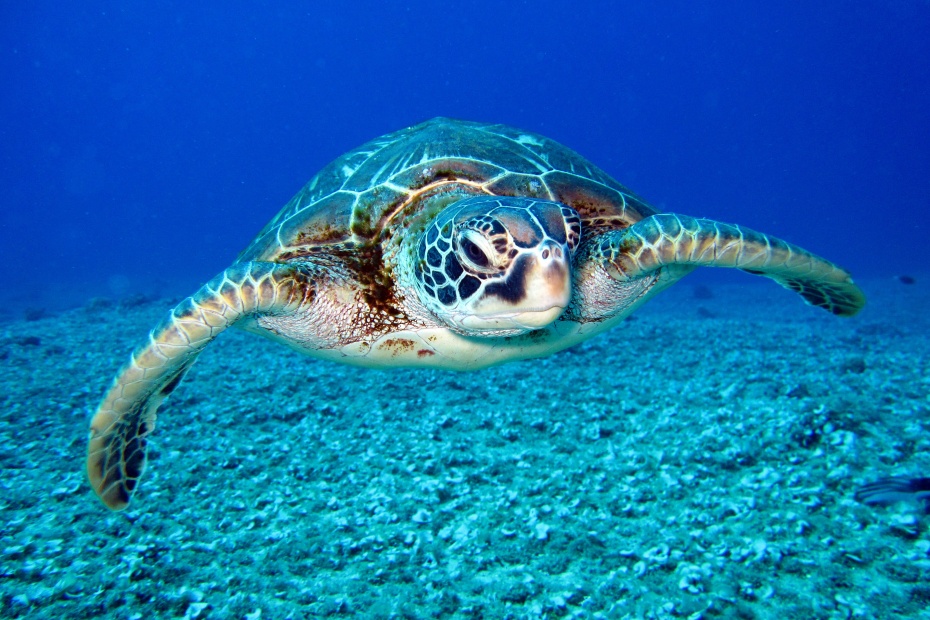 World Sea Turtle Day