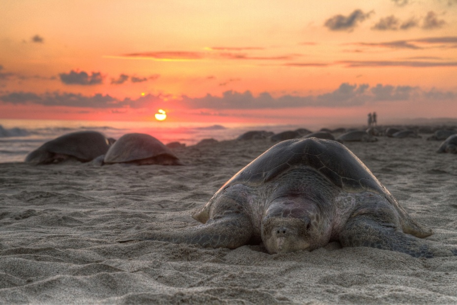 Sea Turtles