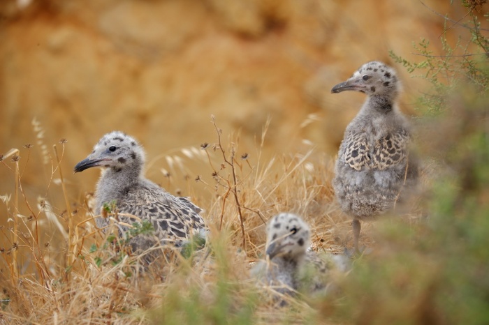 National Wildlife Day - Seagull Chicks