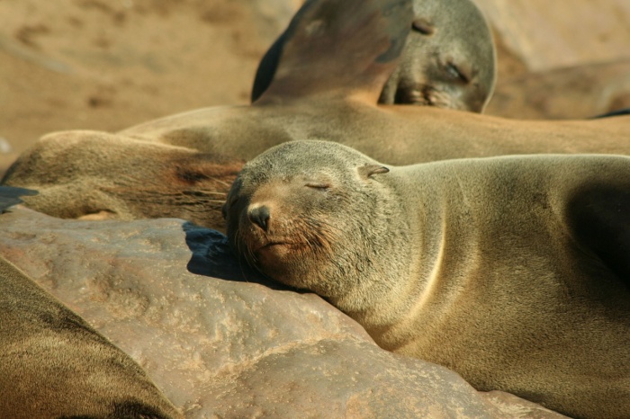 International Day of the Seal - Seal