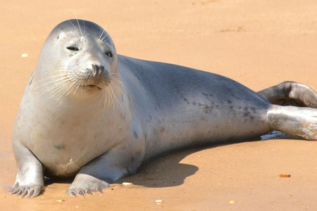 International Day of the Seal - Seal