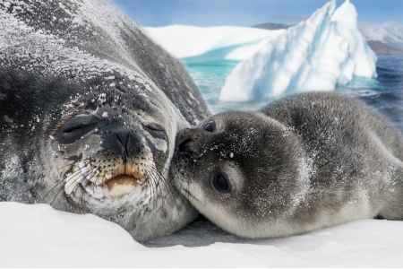 International Day of the Seal - Seals