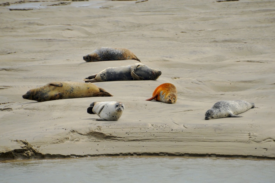 Seals