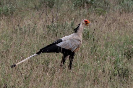 Secretary Birds