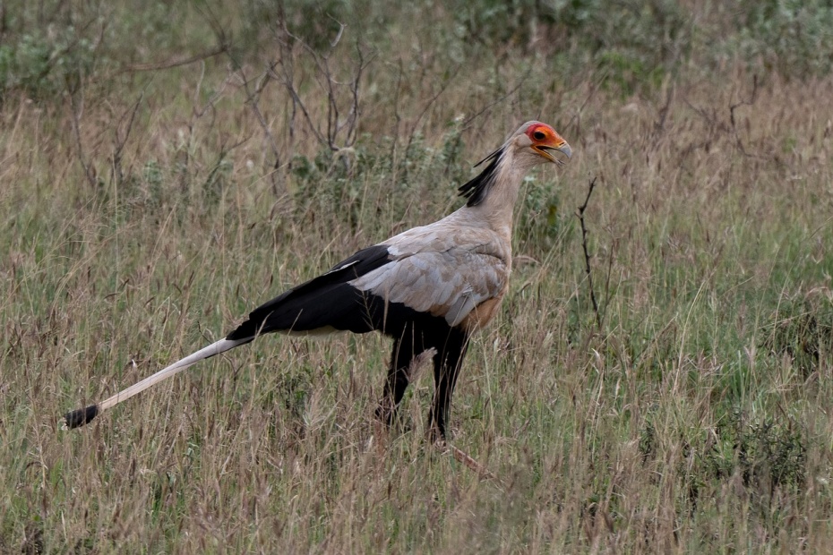 Secretary Bird