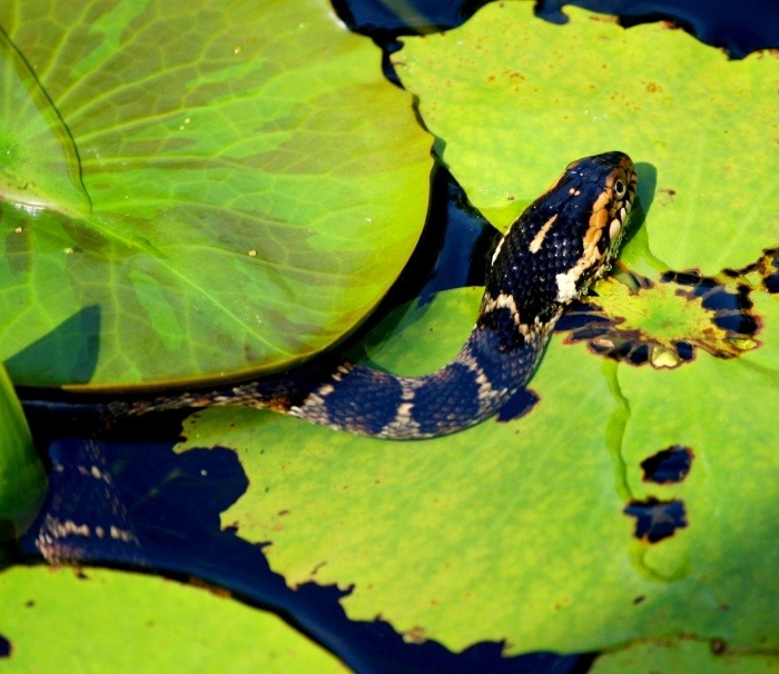 National Serpent Day - Snake