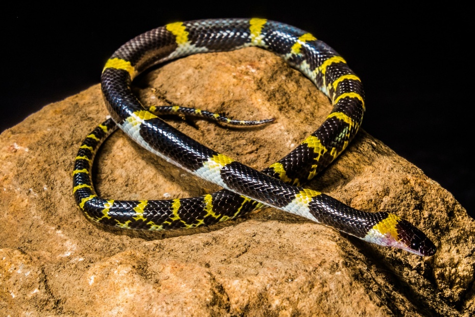 Serpent - Snake
