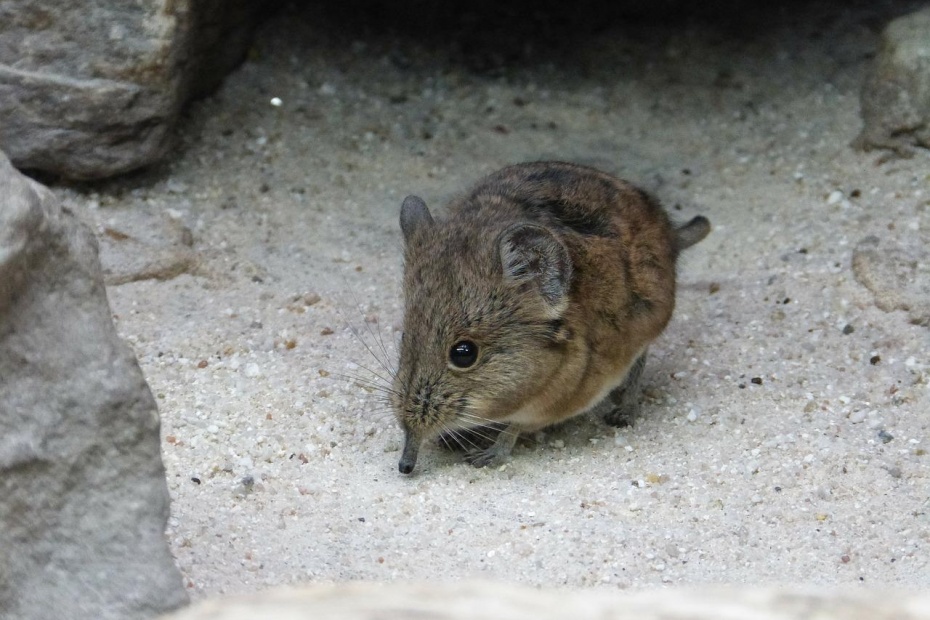 Short Eared Elephant Shrew