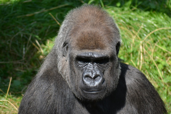 World Gorilla Day - Silverback Gorilla