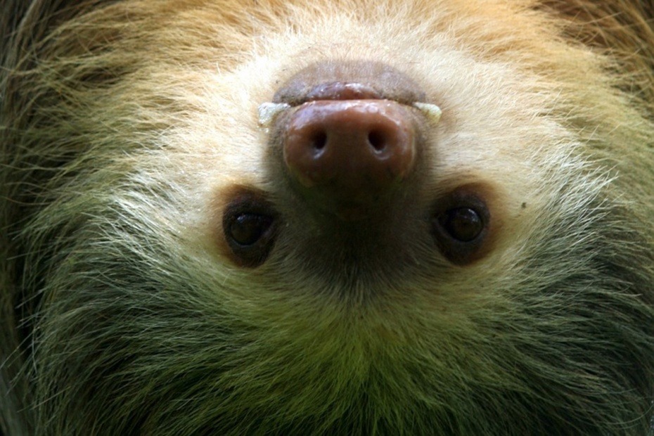2 Toed Sloth