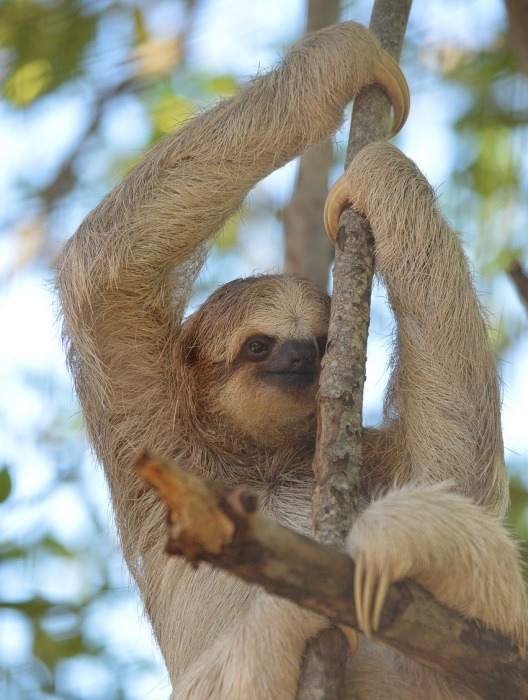 International Sloth Day - 3 Toed Sloth