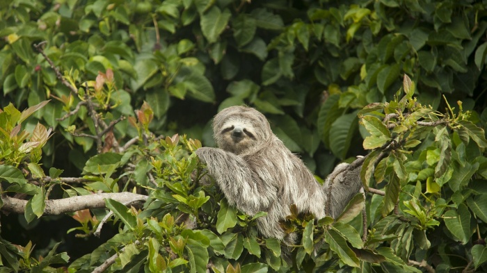 International Sloth Day - Sloth 