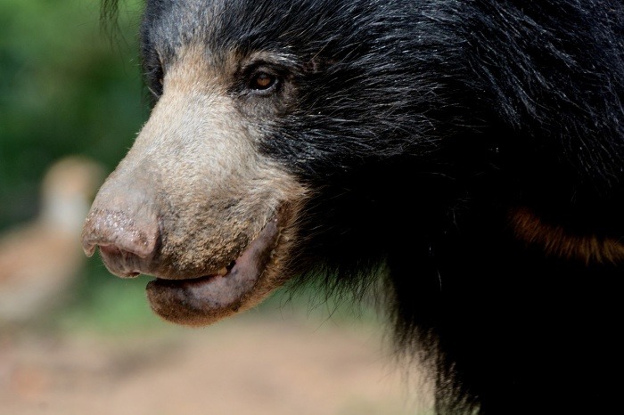 World Sloth Bear Day - Sloth Bear