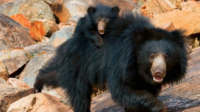 Bear Awareness Week - Sloth Bears