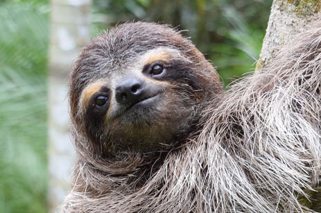 Rescued Three Toed Sloth