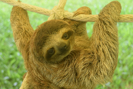 Rescued Three Toed Sloth