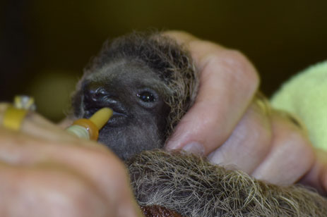 Rescued Baby Two Toed Sloth