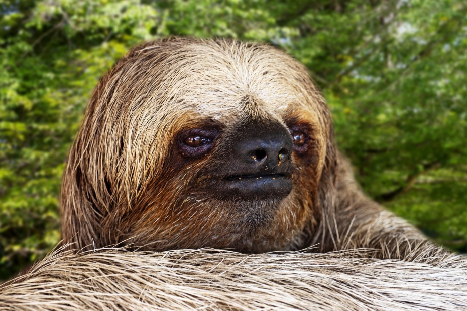 Three Toed Sloth