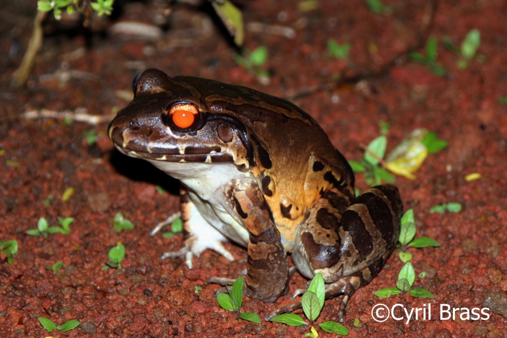 Amphibians in Central America - Smoky Jungle Frog