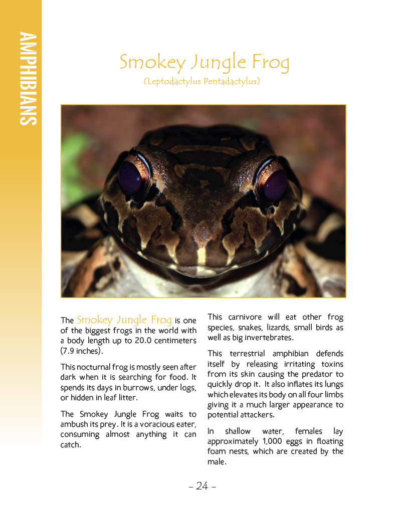 Smokey Jungle Frog - Wildlife in Central America 1 - Page 24