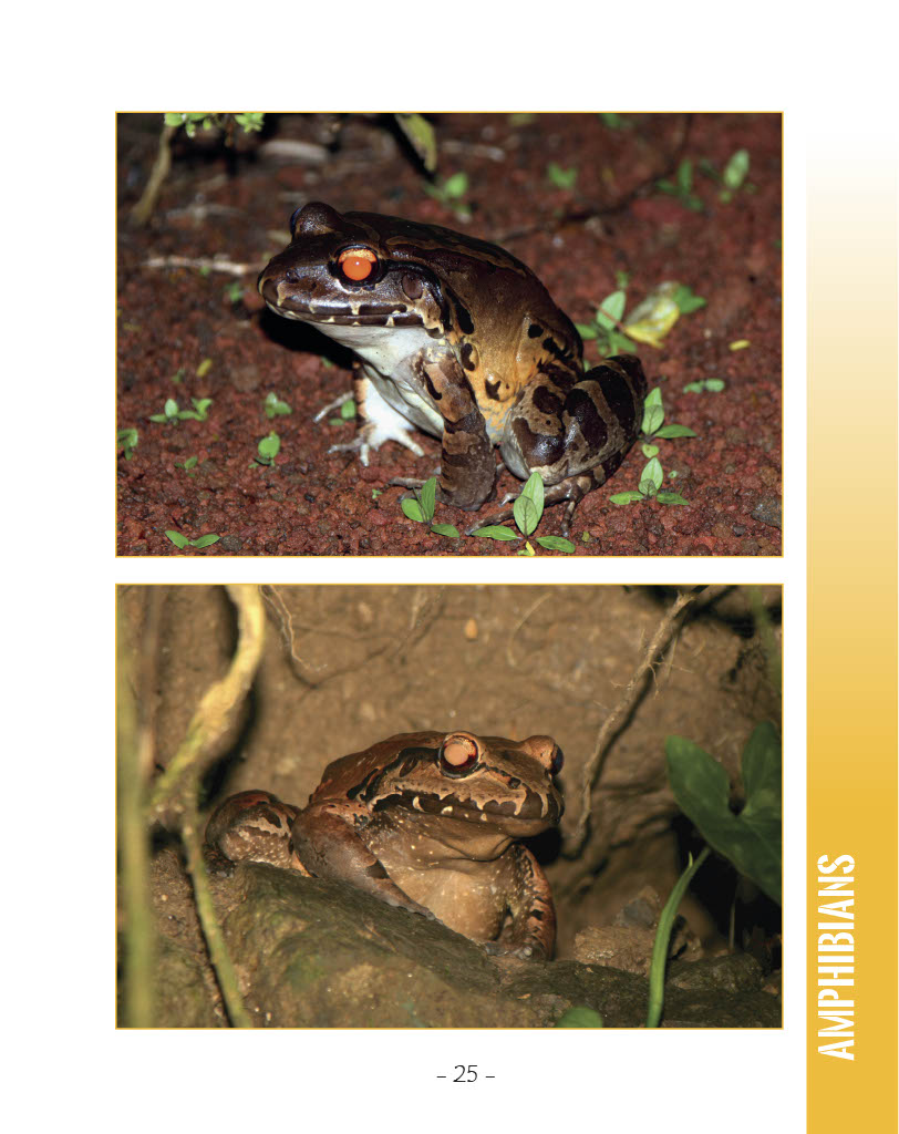 Smokey Jungle Frog - Wildlife in Central America 1 - Page 25