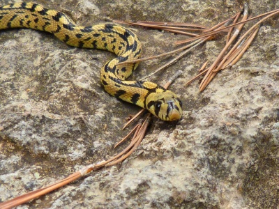 National Serpent Day - Snake