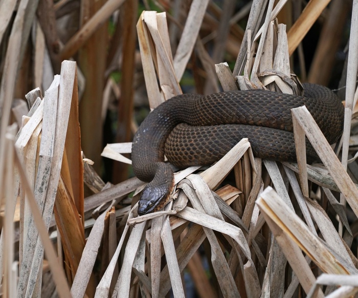 World Snake Day - Snake