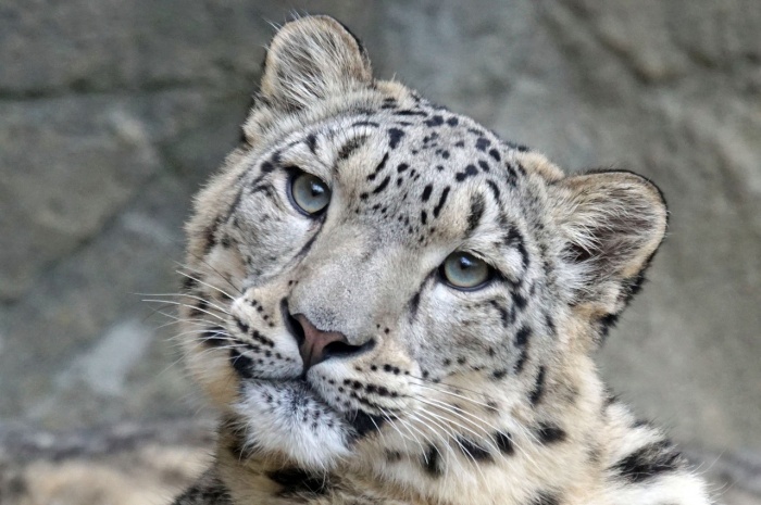 International Snow Leopard Day - Snow Leopard