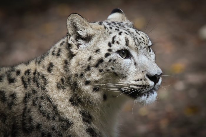 International Snow Leopard Day - Snow Leopard (Panthera uncia)