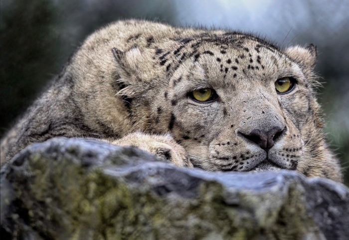 International Snow Leopard Day - Snow Leopard