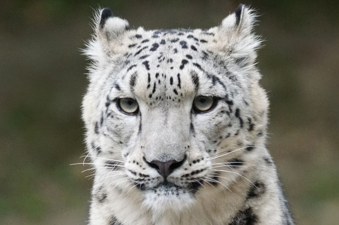 International Snow Leopard Day - Snow Leopard