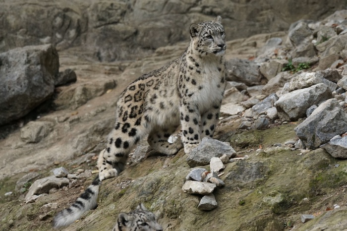 International Snow Leopard Day - Snow Leopard