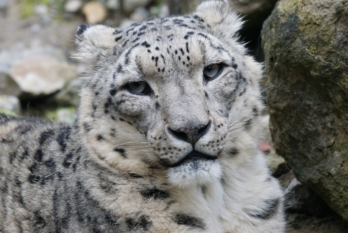 International Snow Leopard Day - Snow Leopard